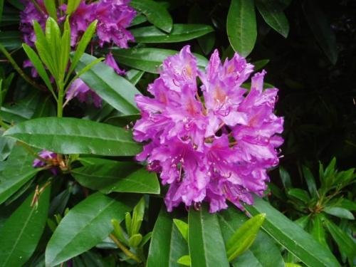10 Rododendro Carolinianum Adelfa