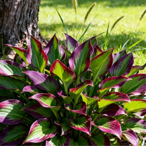 Rizomi di Hosta/Hosta/Piantagione da esterno/Svernamento sicuro/Decorazione per la casa-4 PCS-A