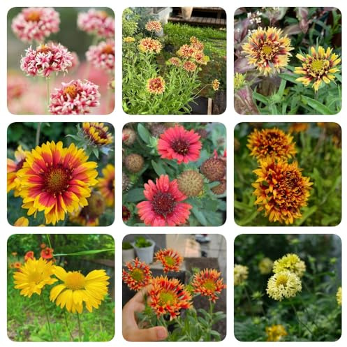 GaillardiaSamen, blumensamen gastgeschenk Kokardenblume, alte sorten blumenwiese bodendecker nachhaltige geschenke 250Samen