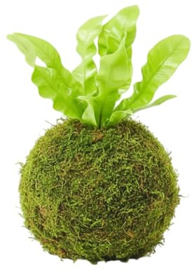 DECOALIVE Kokedama de Helecho Nido de Ave Asplenium Planta Viva