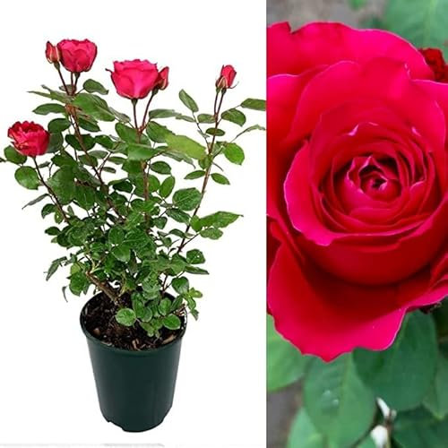 Rose Bush Scarlet Queen - Floribunda Red Rose Bush for The Garden in a 3 Litre Pot (1 Plant)