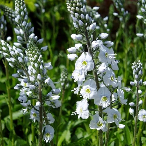 6x Ehrenpreis - Veronica gentianoides - Topf 9x9cm - Gartenstaude