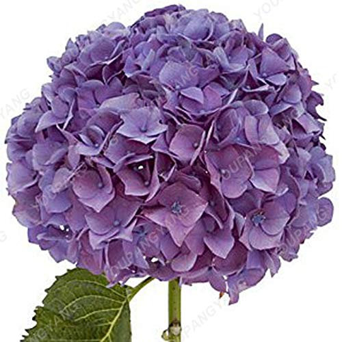 1, sombre/kaki: Shopvise hortensia Graines jardin 20Pcs / Pack Couleur (kaki foncé)
