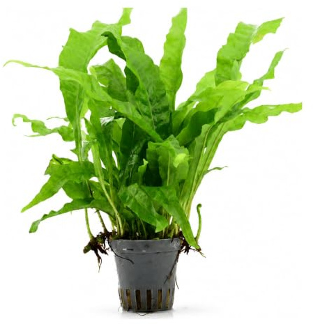 AquaBreedingSkill Microsorium pteropus – Plante d’Aquarium Vivante pour Eau Douce, Plante Verte décorative pour Aquarium, idéale pour Poissons et crevettes – avec Passeport phytosanitaire (Java)