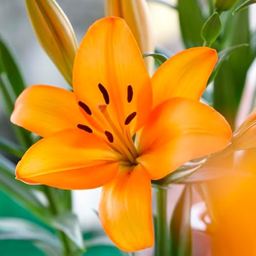 Bulbes de LILIUM (LYS) | Bulbes des meilleurs producteurs néerlandais | Sélection exclusive et contrôle qualité | Floraison garantie. (2 Lys Oranges)