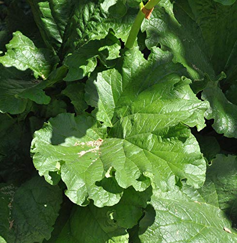 Rhabarber - großer Topf - Rheum rhabarbarum - lebende Gartenpflanze aus den Baumschulen