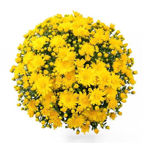 Bedwen Chrysanthemum 'Brancrown' 9cm Plant x2 – Hardy Garden Mum with Bright Yellow Flowers for Autumn Colour, Patio Pots & Garden Borders