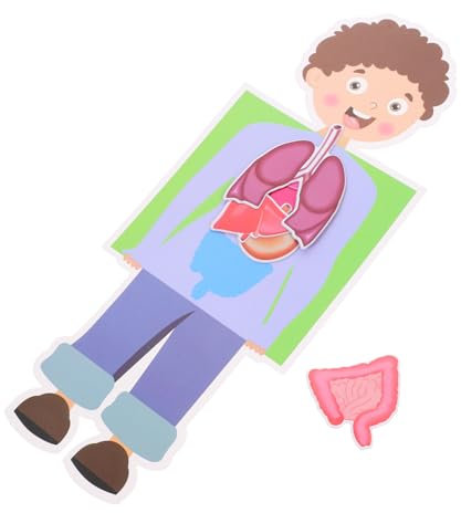 Vaguelly 2sätze DIY-modellbausatz Menschlicher Organe Lernspielzeug Für Junge Mädchen Simulations-organmodell DIY-experimentierset Für Kleinkinder Organmodell Zum Zusammenbauen Wissenschaft