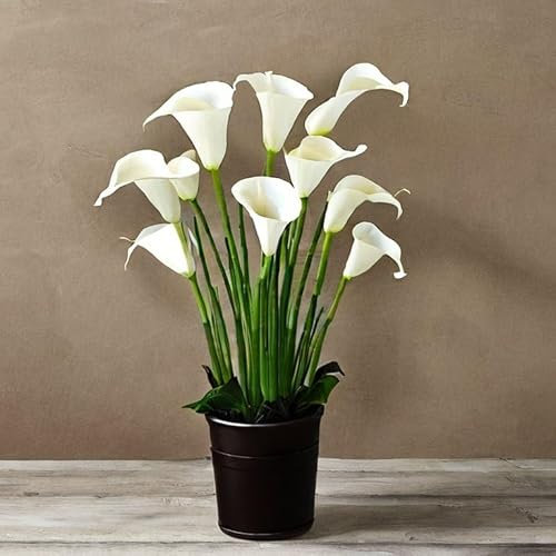 Calla Lily Zantedeschia Tropical Houseplant Seeds - 6 Rare Seeds