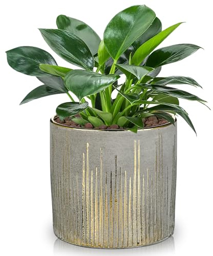 Hollyone 13.5 cm Blumentöpfe Pflanztöpfe Gold Keramik Pflanzgefäße mit Drainageloch Rund Übertöpfe Dekorative Keramiktopf für Zimmerpflanzen Sukkulenten Orchidee