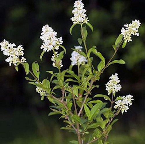 Zwergliguster 40-60cm - Ligustrum vulgare - lebende Gartenpflanze aus den Baumschulen