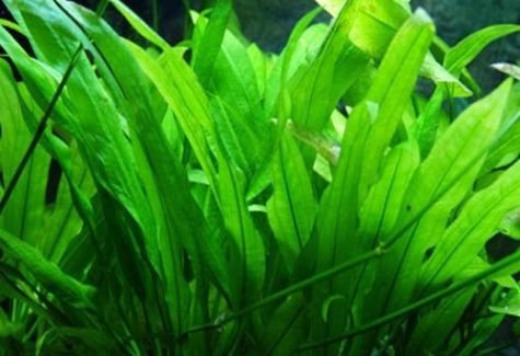 PondPlantsUK - Echinodorus Amazonicus (Amazon Sword) - submerged - Aquarium 5 Strands