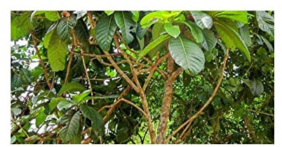 Stk - 10x Ficus habrophylla Grossblättrige Feige Garten Pflanzen - Samen ID1330 - Seeds & Plants Shop by Ipsa