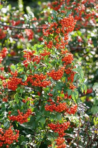 Pyracantha 'Mohave' 80–100 cm – Immergrün, Winterhart, Pflegeleicht – Feuerdorn – Heckenpflanze für Garten & Sichtschutz