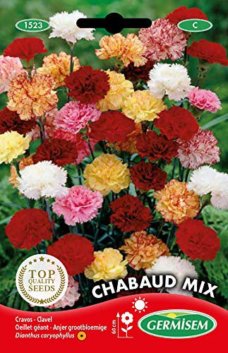 Germisem Gartennelken EC1523 mehrfarbig