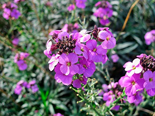 Erysimum Bowles Mauve - Ready to Plant in a 13cm Pot - Long Flowering Perennial WallFlower