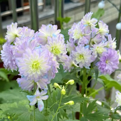 semi di delphinium - resistenti giardino biologici esterno vecchie varietà 350pcs