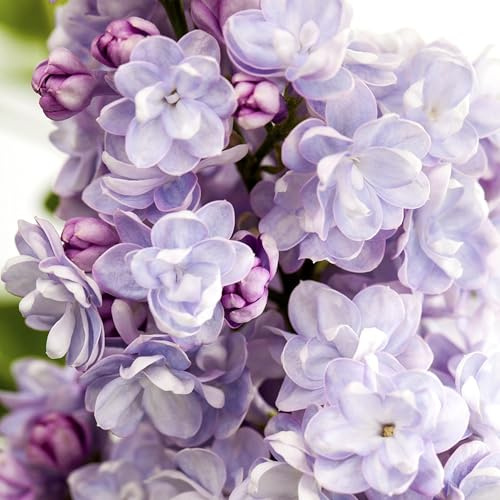 GARTEN SCHLÜTER® Edelflieder 'Michel Buchner'