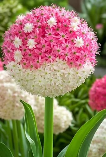 MehrjäHrige Alliumzwiebeln, Allium-Rhizom In GroßPackungen, Fachgerecht Gepflanzt, GartenverschöNerung, Geeignet FüR AnfäNger-3 rhizom-B