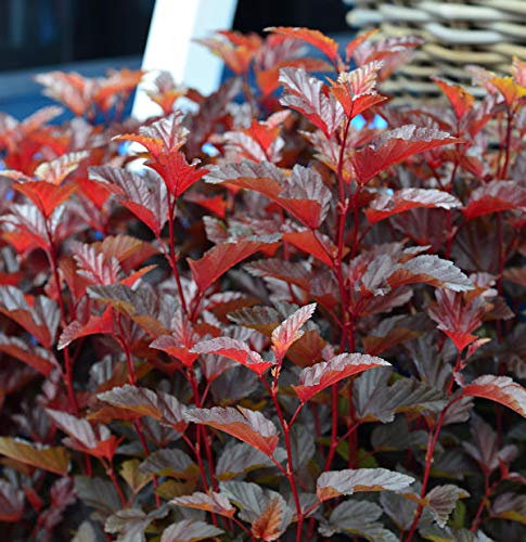 Blasenspiere Little Angel® 60-80cm - Physocarpus opulifolius - lebende Gartenpflanze aus den Baumschulen