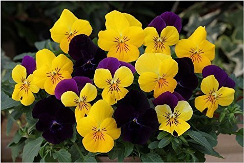 25 semi - Trailing Pansy Freefall Regal Mix Semi Pansy Hanging Basket Viola del pensiero