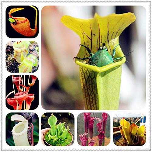 100 clip Pz Dionaea muscipula gigante Venere acchiappamosche in vaso Insettivori Seed catcher per il giardino: Misto: Semi