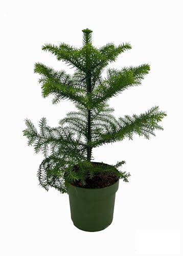 Araucaria - 28-38cm - Ø14cm - Plante d'intérieur - Vert persistant