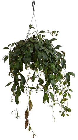 Bloomique - Aeschynanthus Marmoratus - Lippenstiftpflanze - Hängepflanze - Zimmerpflanzen - Haustierfreundlich - Luftreinigend - Höhe 30-40 cm - Topf 17 cm