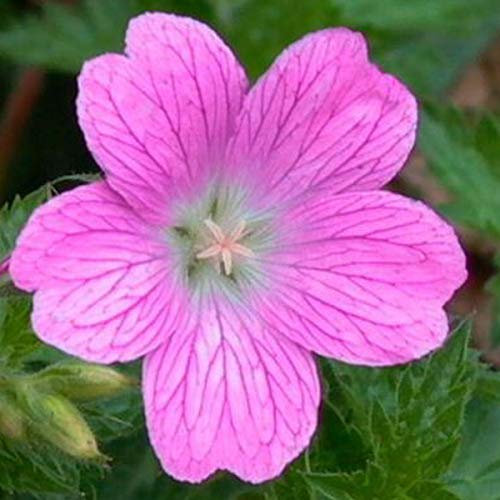 6 x Géranium vivace noueux - Geranium Nodosum - Godet 9x9cm - Fleurs blanches, feuillage vert, bordures