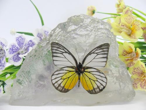 In Kunstharz gegossene Schmetterlinge, Insekten, Skorpione und mehr. Briefbeschwerer, Icemountain, nicht scharfkantig (Schmetterling 30)