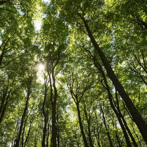 rotbuche, balkongewächshäuser winterharte balkonpflanzen für sonnige plätze topfpflanzen geschenke für gartenliebhaber 100samen