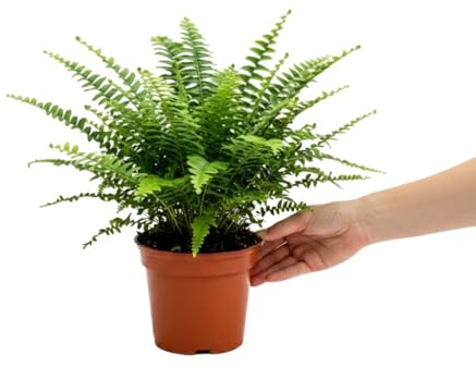 DECOALIVE Nephrolepis Exaltata Helecho de Boston Planta de Interior Fácil con Maceta de 14 cm de Diámetro y 35 cm de Altura