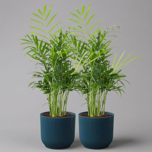 Bergpalme mit Übertopf Vibes blau, Topf-Ø 12 cm, Höhe ca. 30 cm, 2er-Set