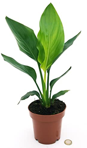STRELITZIA NICOLAI, UCCELLO DEL PARADISO, VASO 12CM DIAMETRO, pianta vera