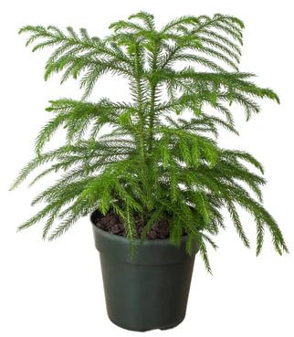 Nouvelles graines fraîches d'Araucaria, 40 pièces