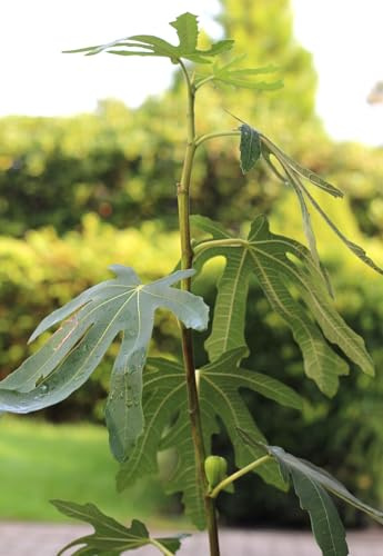Ficus carica 'Brown Turkey' zuckersüße Feige selbsfruchtend 30-40 cm winterhart Freilandaufzucht