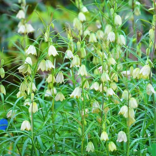 16 pezzi tubercoli corone imperiali bulbi sostenibili, di balcone perenni resistenti, decorazione di balcone, corona imperiale bulbi
