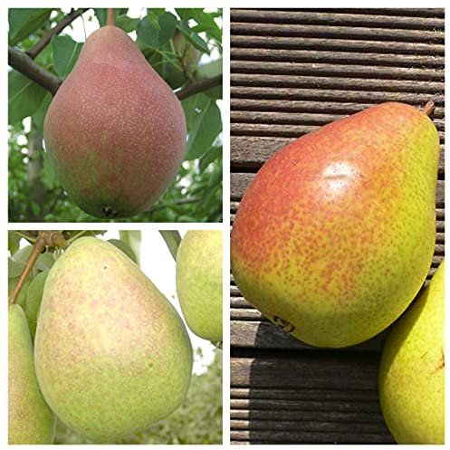 FamilienbaumTrio Birnenbaum Clapps Liebling - Köstliche von Charneux - Gute Luise