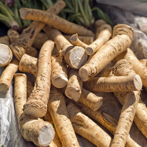 semi di rafano, Armatura rustica varietà esotiche antichi orticole decorazione giardino raro Copertura del terreno 30pcs