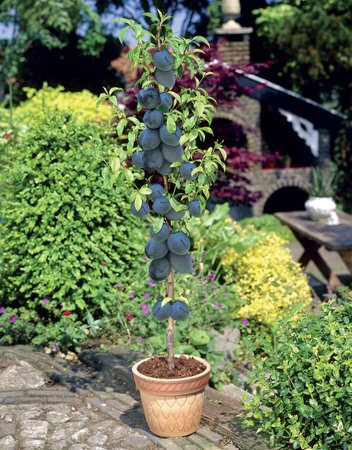 Säulenobst Pflaume Prunus domestica ‘Black Amber’ – kompakter Säulenbaum ca. 60 cm, früh tragend, winterhart, ideal für Balkon & Garten, süß-aromatische Früchte