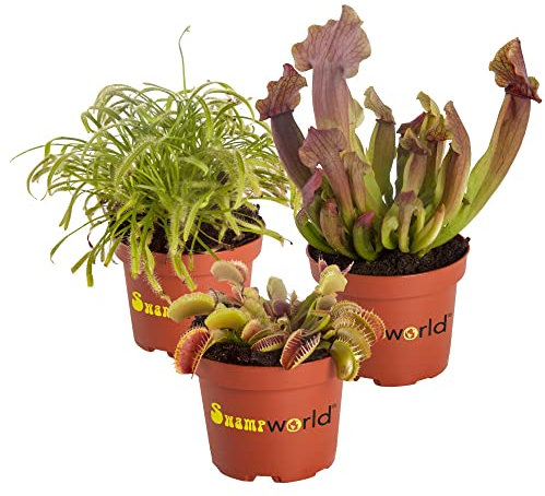 vdvelde.com - Swampworld Fleischfressende Pflanzen Echt Set 3 - Pflanze Arten: 1x Venusfliegenfalle, 1x Sonnentau & 1x Schlauchpflanze - Zimmerpflanzen Topf-Ø 9 cm, Pflanzenhöhe: 10-20 cm