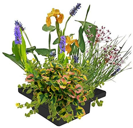 vdvelde.com - Schwimminsel Teich mit Bio Teichpflanzen - Schwimmende Insel und 4 Blühende Pflanzen - Nachhaltig aus eigener Gärtnerei - Hochwertig Teichinsel Pflanzkorb - Van der Velde Wasserpflanzen