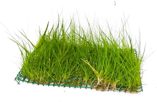 WASSERPFLANZEN WOLFF - ein schöne dichte Matte ca. 130 x 100 mm schöne Nadelsimse/Eleocharis acicularis, Dichte, grasähnliche Vordergrundpflanze, Teppich für kleine Aquarien, Nano-Cube
