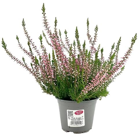 Brecina o Calluna Natural la Planta Navideña que Llena de Color y Alegría tu Hogar