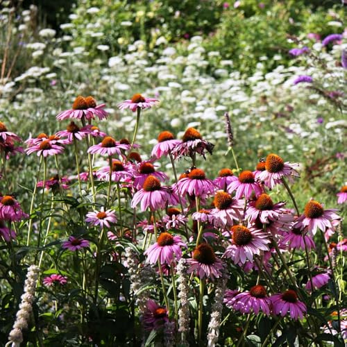 sonnenhut - frühlingsblumen bodendecker winterhart mehrjährig garten blumensamen winterharte für balkon winterharte kübelpflanzen garten exotische 70samen