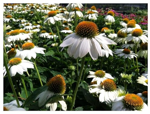 Stauden Gänge 50 x Echinacea purpurea ‚PowWow White' (Stauden/Staude/Mehrjährig/Winterhart) Weißer Purpursonnenhut Scheinsonnenhut - sehr Insekten- und Bienenfreundlich
