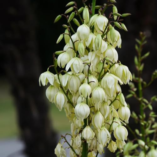 Comprar semillas de lirio de palma - invernadero para balcón de Variedades antiguas de Decoración 500pcs
