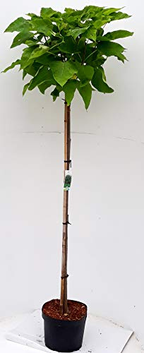 Catalpa Bignonioides 'Nana' Kugeltrompetenbaum 180-190 cm Gesamthöhe, Stammhöhe 125 cm, Winterhart, Kugelförmige Krone