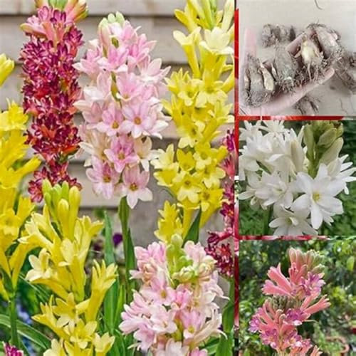 Tuberosa Bulbi,Tuberosa,bulbo erbaceo perenne,Bulbo profumato,tuberosa fiori,pianta di tuberosa,Tuberosa fiore(Senza semi,non artificiale,resistente)-6bulbi-A