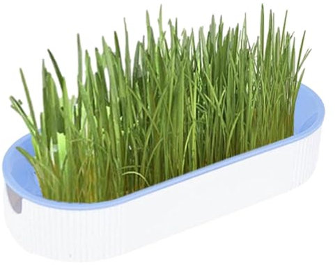 Zestivra Indoor Cat Grass Growth Set, Chew Plant, Growing Set, Cat Grass, Kitten Grass, Hairball Removal, Animal Food, Digestive Grass for Indoor Nursery Balcony Patio